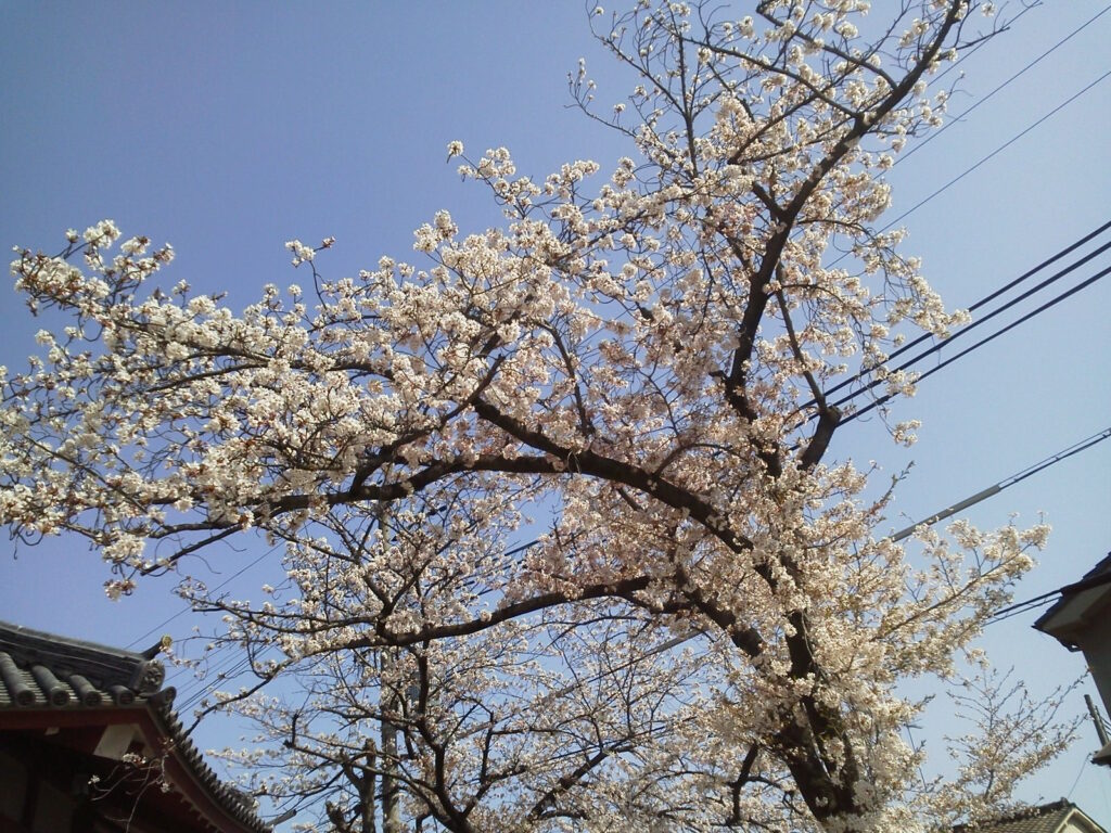 長瀬川の桜１
