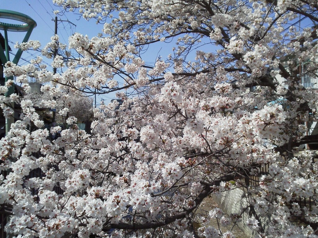 長瀬川の桜２
